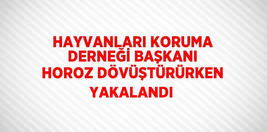 HAYVANLARI KORUMA DERNEĞİ BAŞKANI HOROZ DÖVÜŞTÜRÜRKEN YAKALANDI