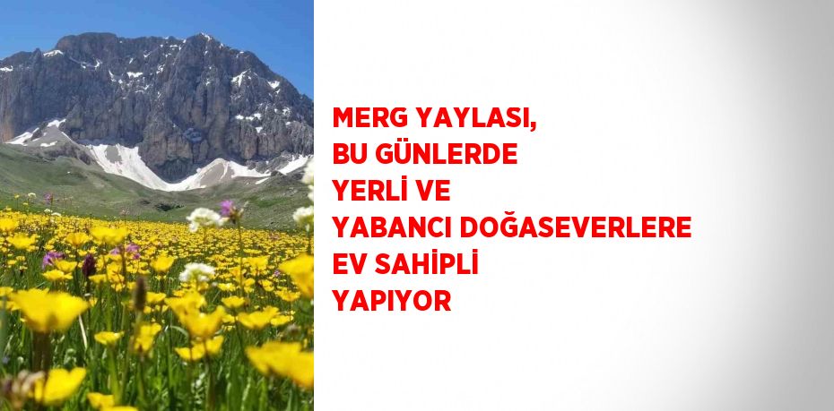 MERG YAYLASI, BU GÜNLERDE YERLİ VE YABANCI DOĞASEVERLERE EV SAHİPLİ YAPIYOR