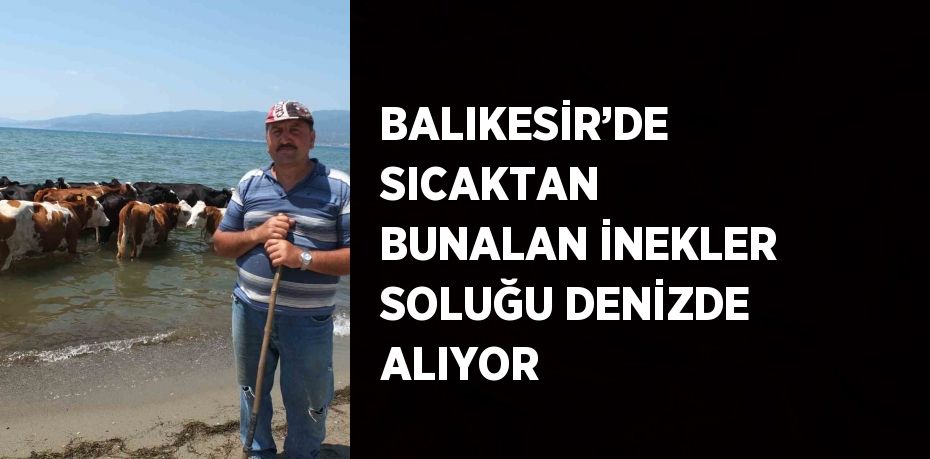 BALIKESİR’DE SICAKTAN BUNALAN İNEKLER SOLUĞU DENİZDE ALIYOR