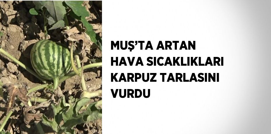 MUŞ’TA ARTAN HAVA SICAKLIKLARI KARPUZ TARLASINI VURDU