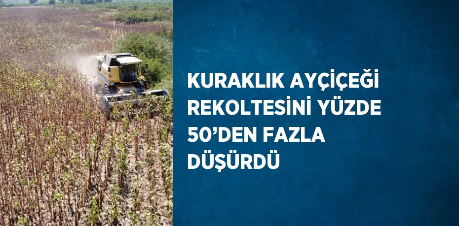 KURAKLIK AYÇİÇEĞİ REKOLTESİNİ YÜZDE 50’DEN FAZLA DÜŞÜRDÜ