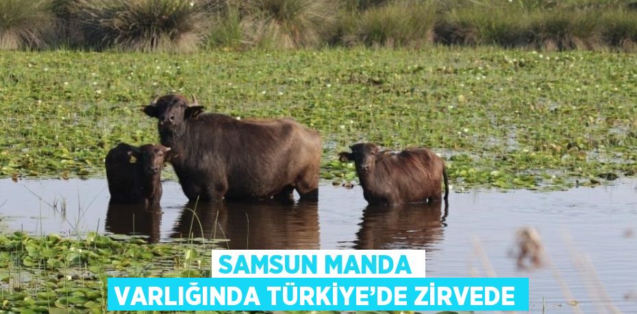 SAMSUN MANDA VARLIĞINDA TÜRKİYE’DE ZİRVEDE