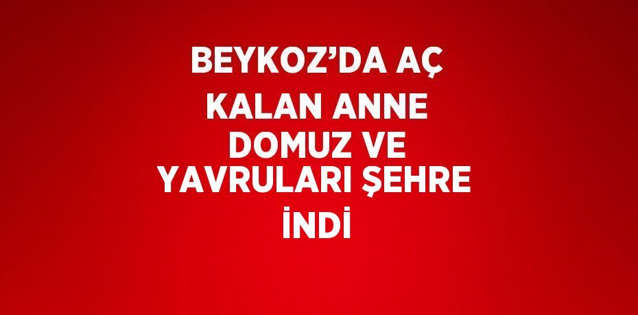 BEYKOZ’DA AÇ KALAN ANNE DOMUZ VE YAVRULARI ŞEHRE İNDİ