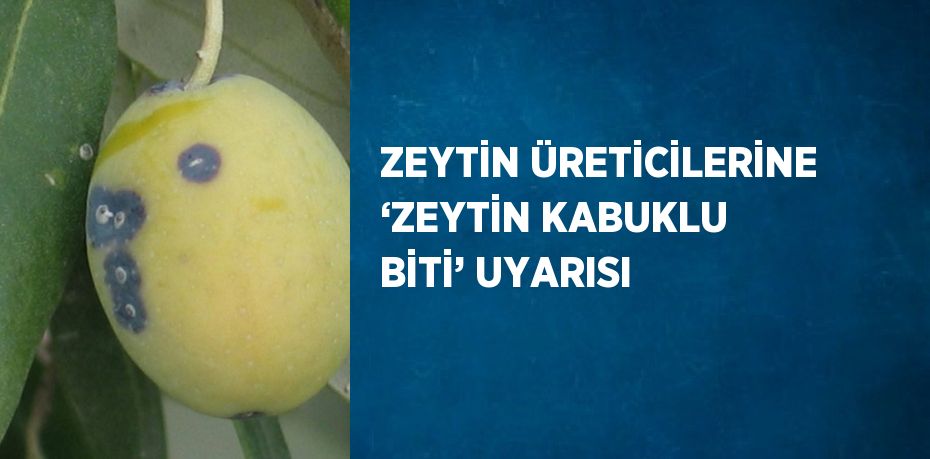 ZEYTİN ÜRETİCİLERİNE ‘ZEYTİN KABUKLU BİTİ’ UYARISI