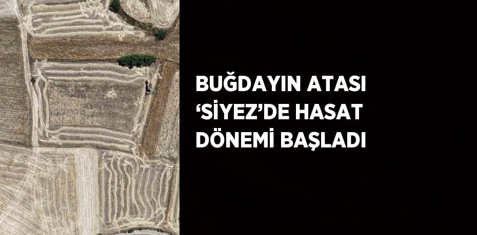 BUĞDAYIN ATASI ‘SİYEZ’DE HASAT DÖNEMİ BAŞLADI