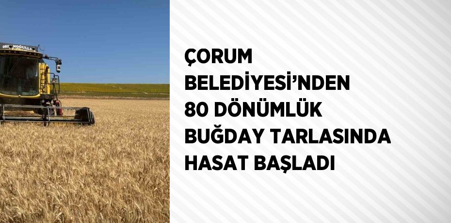 ÇORUM BELEDİYESİ’NDEN 80 DÖNÜMLÜK BUĞDAY TARLASINDA HASAT BAŞLADI