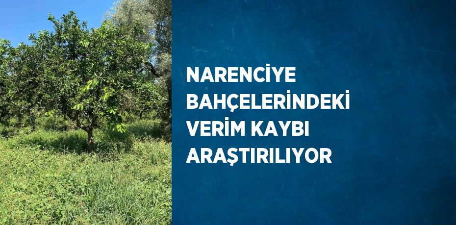 NARENCİYE BAHÇELERİNDEKİ VERİM KAYBI ARAŞTIRILIYOR