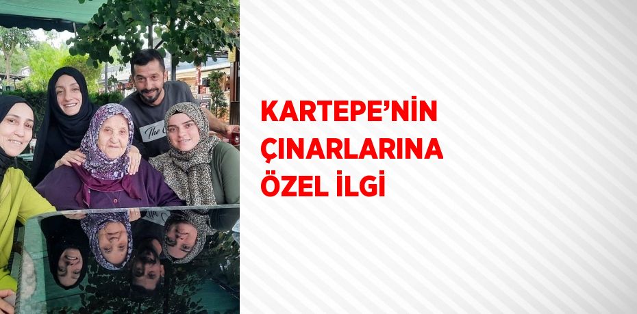 KARTEPE’NİN ÇINARLARINA ÖZEL İLGİ