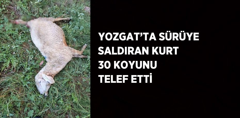 YOZGAT’TA SÜRÜYE SALDIRAN KURT 30 KOYUNU TELEF ETTİ