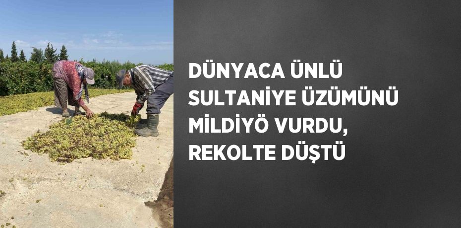 DÜNYACA ÜNLÜ SULTANİYE ÜZÜMÜNÜ MİLDİYÖ VURDU, REKOLTE DÜŞTÜ