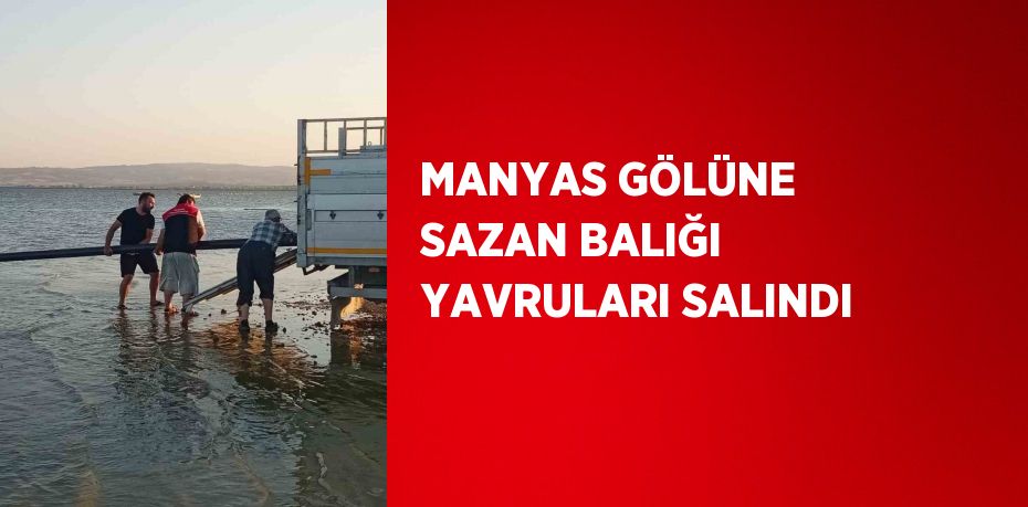 MANYAS GÖLÜNE SAZAN BALIĞI YAVRULARI SALINDI