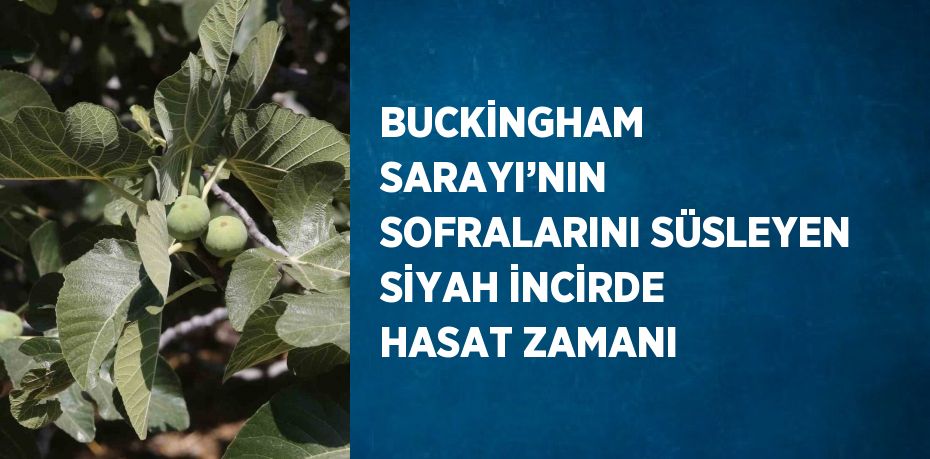 BUCKİNGHAM SARAYI’NIN SOFRALARINI SÜSLEYEN SİYAH İNCİRDE HASAT ZAMANI