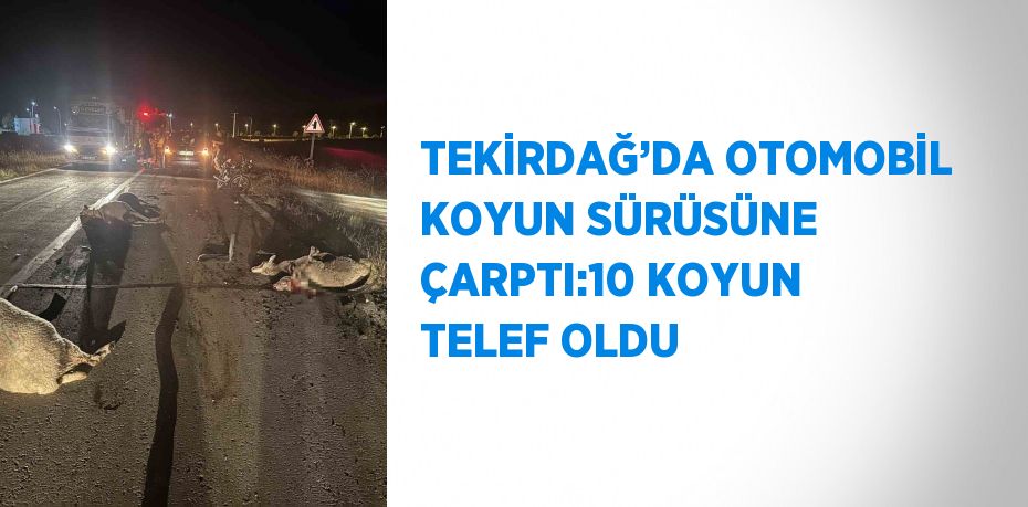 TEKİRDAĞ’DA OTOMOBİL KOYUN SÜRÜSÜNE ÇARPTI:10 KOYUN TELEF OLDU