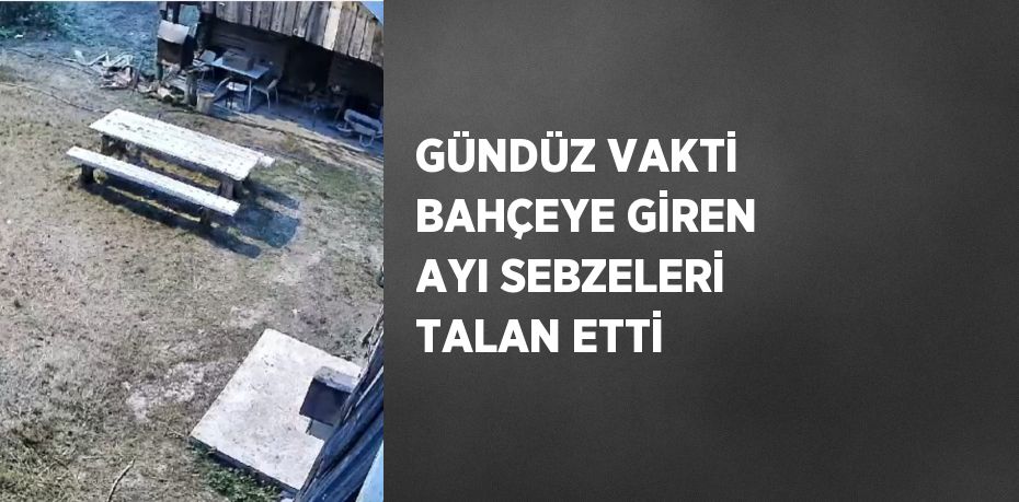 GÜNDÜZ VAKTİ BAHÇEYE GİREN AYI SEBZELERİ TALAN ETTİ