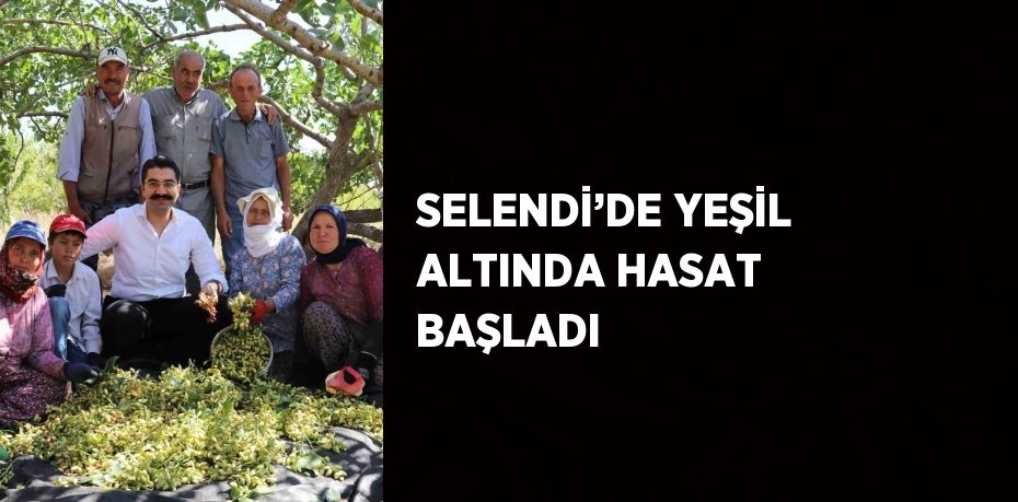 SELENDİ’DE YEŞİL ALTINDA HASAT BAŞLADI