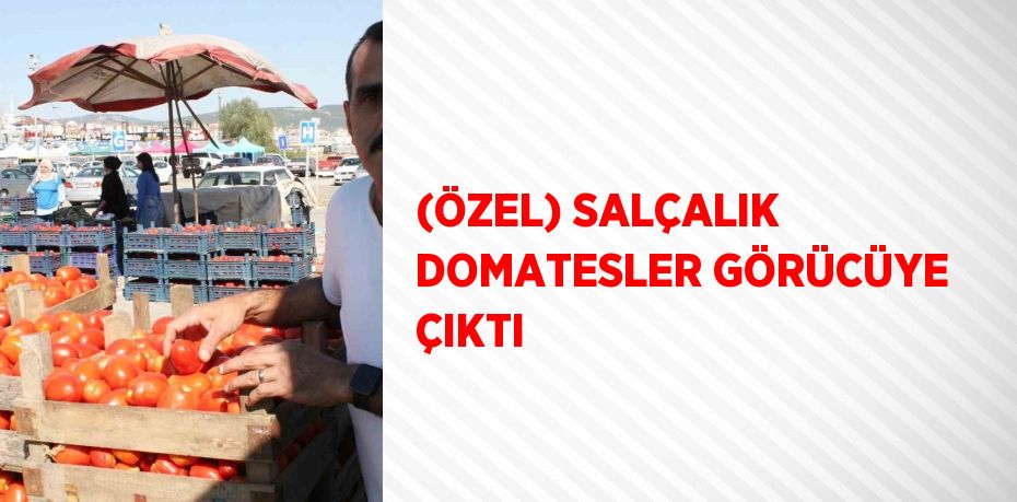 (ÖZEL) SALÇALIK DOMATESLER GÖRÜCÜYE ÇIKTI