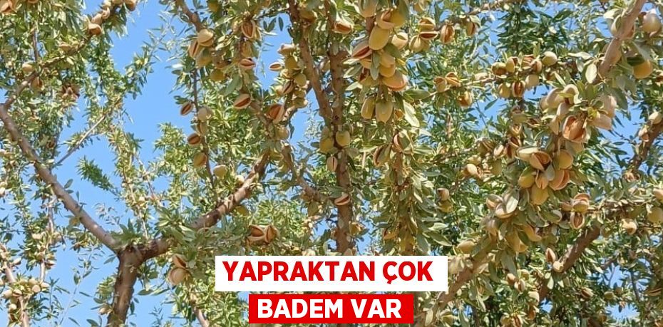 YAPRAKTAN ÇOK BADEM VAR