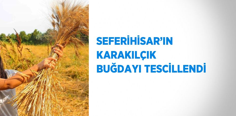 SEFERİHİSAR’IN KARAKILÇIK BUĞDAYI TESCİLLENDİ