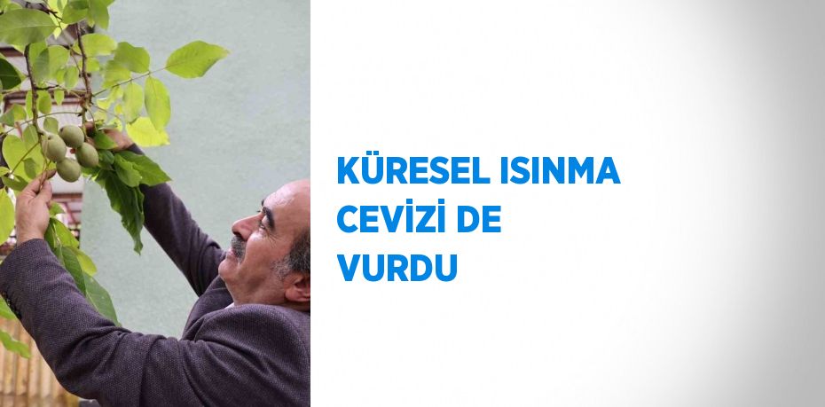 KÜRESEL ISINMA CEVİZİ DE VURDU