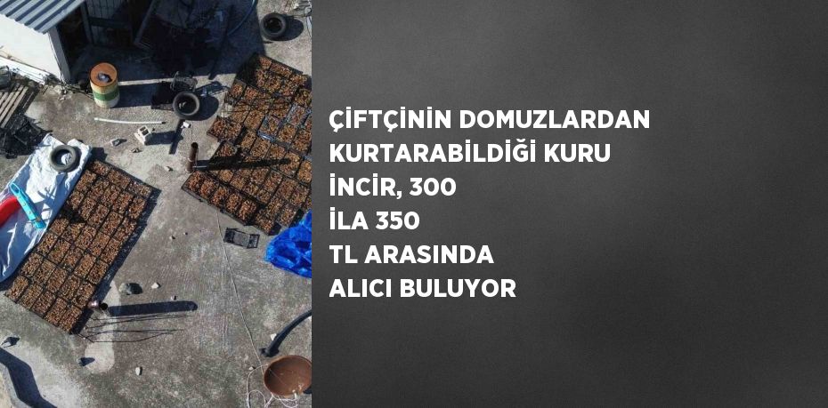 ÇİFTÇİNİN DOMUZLARDAN KURTARABİLDİĞİ KURU İNCİR, 300 İLA 350 TL ARASINDA ALICI BULUYOR