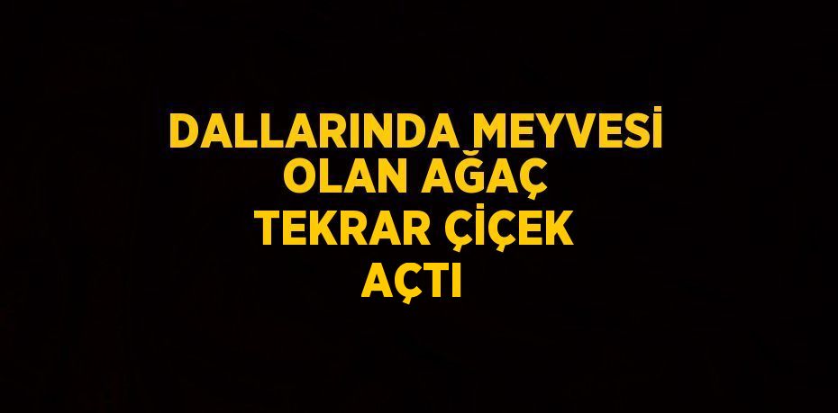 DALLARINDA MEYVESİ OLAN AĞAÇ TEKRAR ÇİÇEK AÇTI