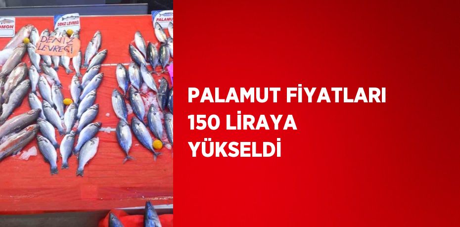 PALAMUT FİYATLARI 150 LİRAYA YÜKSELDİ