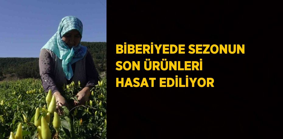 BİBERİYEDE SEZONUN SON ÜRÜNLERİ HASAT EDİLİYOR