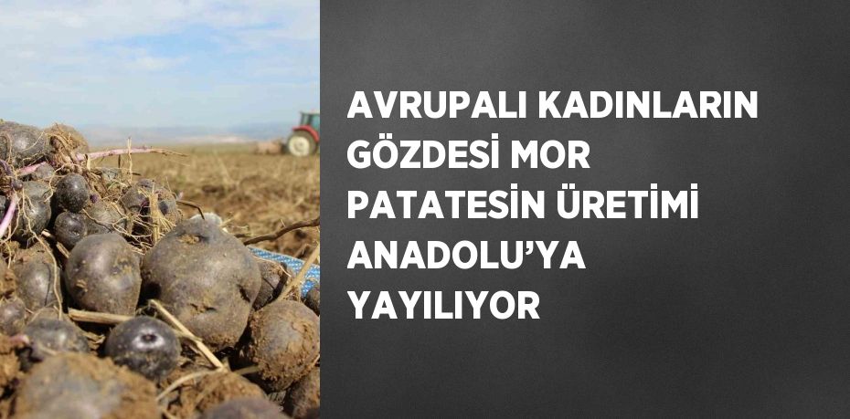 AVRUPALI KADINLARIN GÖZDESİ MOR PATATESİN ÜRETİMİ ANADOLU’YA YAYILIYOR