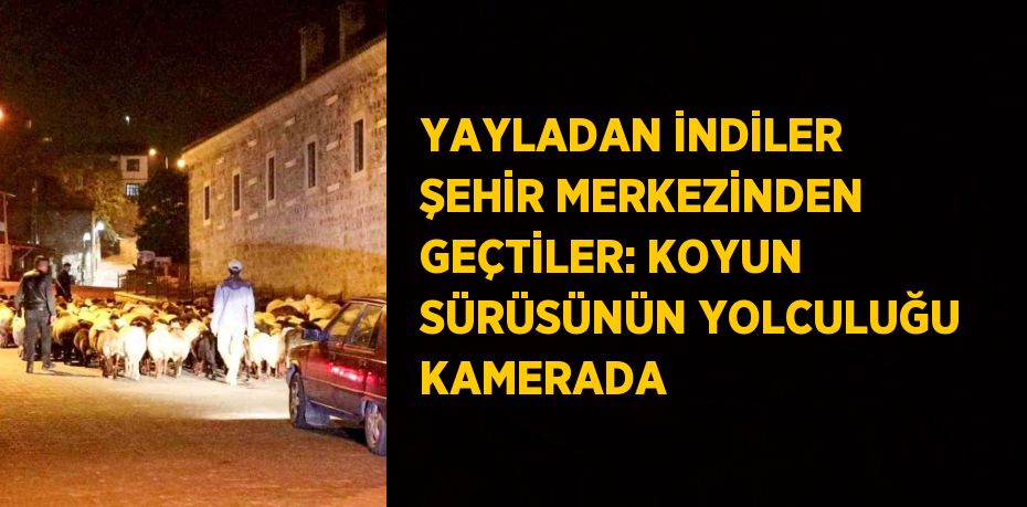 YAYLADAN İNDİLER ŞEHİR MERKEZİNDEN GEÇTİLER: KOYUN SÜRÜSÜNÜN YOLCULUĞU KAMERADA