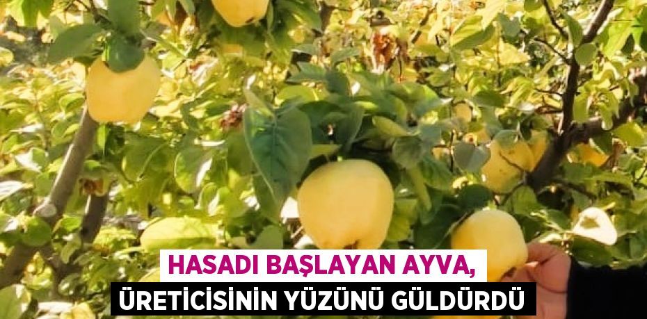 HASADI BAŞLAYAN AYVA, ÜRETİCİSİNİN YÜZÜNÜ GÜLDÜRDÜ