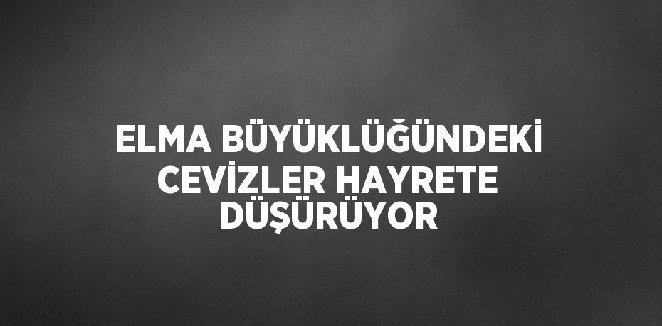 ELMA BÜYÜKLÜĞÜNDEKİ CEVİZLER HAYRETE DÜŞÜRÜYOR