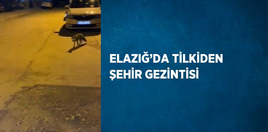 ELAZIĞ’DA TİLKİDEN ŞEHİR GEZİNTİSİ