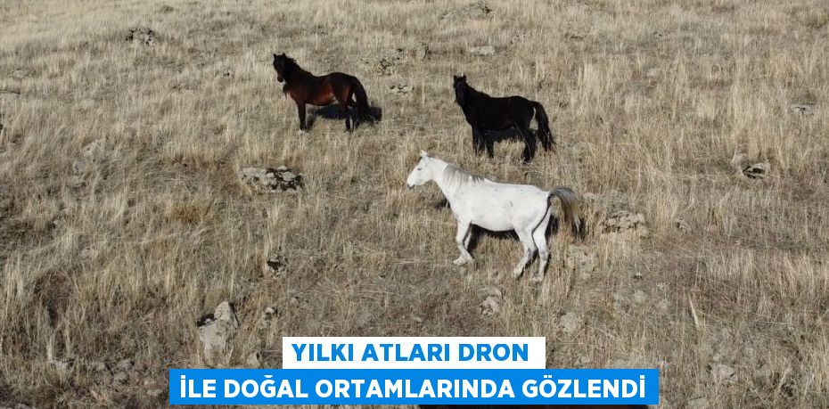 YILKI ATLARI DRON İLE DOĞAL ORTAMLARINDA GÖZLENDİ