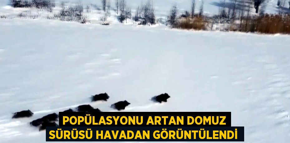 POPÜLASYONU ARTAN DOMUZ SÜRÜSÜ HAVADAN GÖRÜNTÜLENDİ