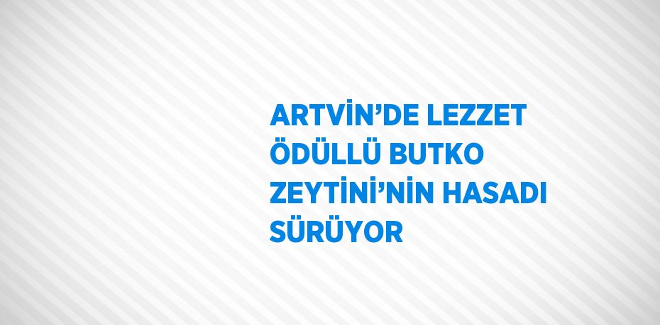 ARTVİN’DE LEZZET ÖDÜLLÜ BUTKO ZEYTİNİ’NİN HASADI SÜRÜYOR