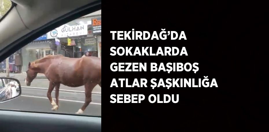 TEKİRDAĞ’DA SOKAKLARDA GEZEN BAŞIBOŞ ATLAR ŞAŞKINLIĞA SEBEP OLDU