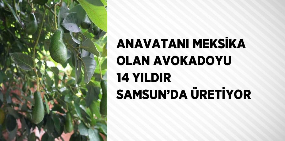 ANAVATANI MEKSİKA OLAN AVOKADOYU 14 YILDIR SAMSUN’DA ÜRETİYOR