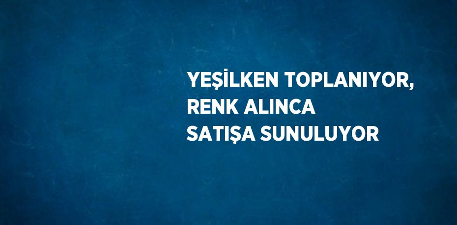 YEŞİLKEN TOPLANIYOR, RENK ALINCA SATIŞA SUNULUYOR