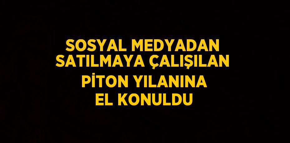 SOSYAL MEDYADAN SATILMAYA ÇALIŞILAN PİTON YILANINA EL KONULDU