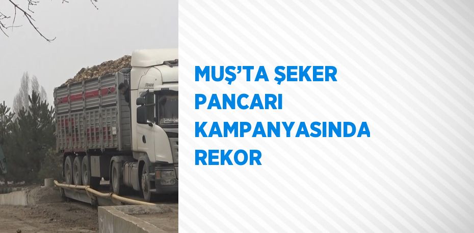 MUŞ’TA ŞEKER PANCARI KAMPANYASINDA REKOR