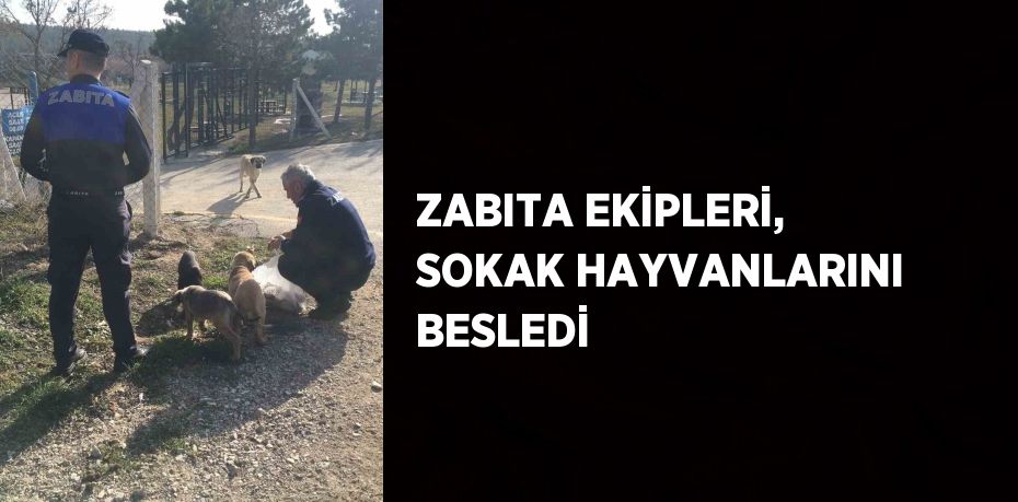 ZABITA EKİPLERİ, SOKAK HAYVANLARINI BESLEDİ