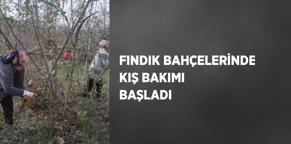 FINDIK BAHÇELERİNDE KIŞ BAKIMI BAŞLADI