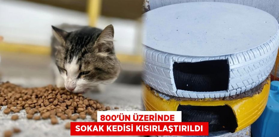 800’ÜN ÜZERİNDE   SOKAK KEDİSİ KISIRLAŞTIRILDI