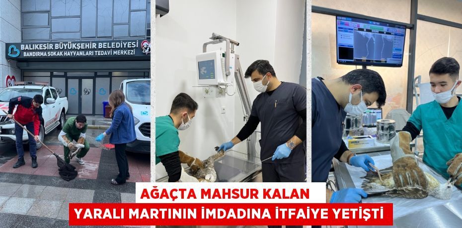 AĞAÇTA MAHSUR KALAN   YARALI MARTININ İMDADINA İTFAİYE YETİŞTİ