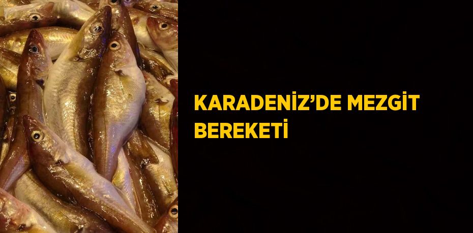 KARADENİZ’DE MEZGİT BEREKETİ