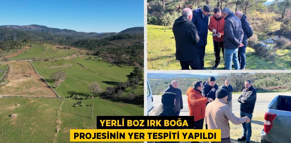 YERLİ BOZ IRK BOĞA PROJESİNİN YER TESPİTİ YAPILDI