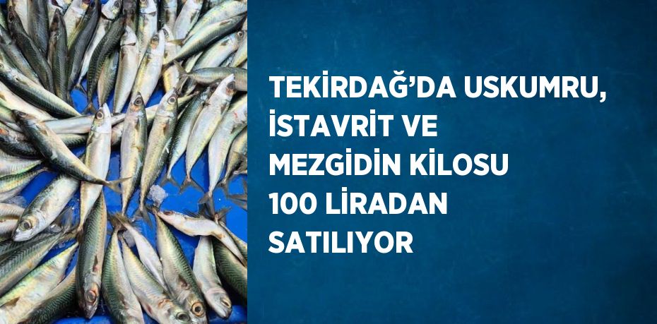 TEKİRDAĞ’DA USKUMRU, İSTAVRİT VE MEZGİDİN KİLOSU 100 LİRADAN SATILIYOR