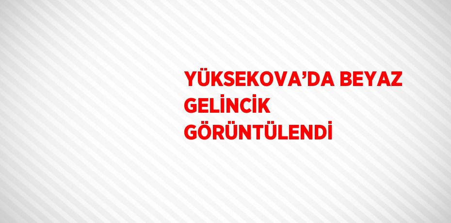 YÜKSEKOVA’DA BEYAZ GELİNCİK GÖRÜNTÜLENDİ