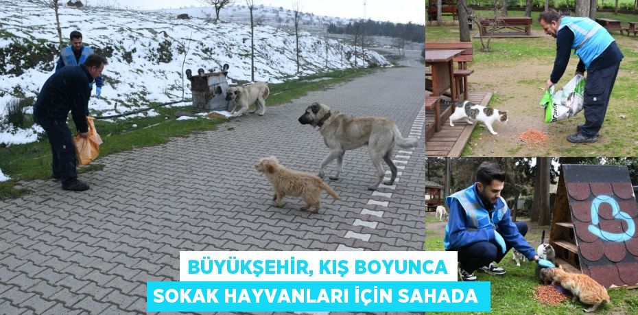 BÜYÜKŞEHİR, KIŞ BOYUNCA SOKAK HAYVANLARI İÇİN SAHADA