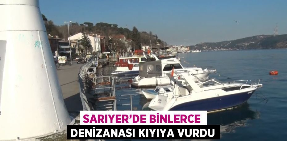 SARIYER’DE BİNLERCE DENİZANASI KIYIYA VURDU